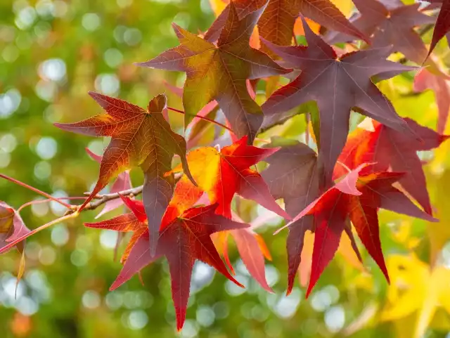 Ambrowiec to drzewo, którego liście pięknie przebarwiają się jesienią. Wydziela też przyjemny zapach, a jego aromatyczna żywica jest wykorzystywana m.in. w kosmetyce i przemyśle spożywczym.