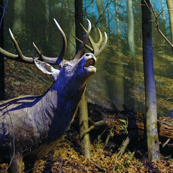 Rykowisko jeleni w muzeum MPN w Krempnej.