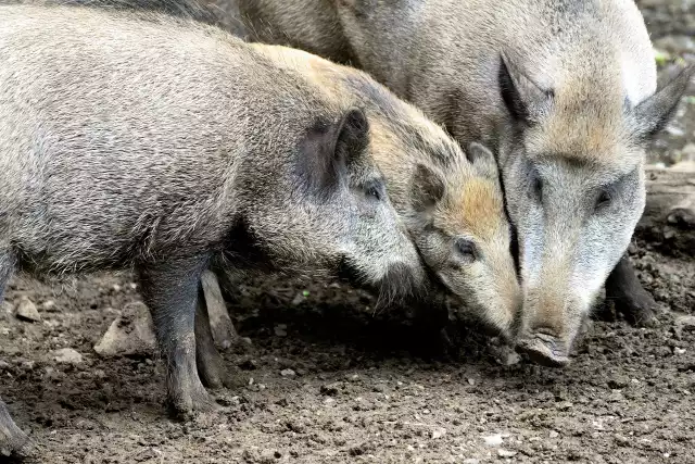 Dziki wchodzą do Rybnika. Buchtują pod Domem Pomocy Społecznej na Żużlowej