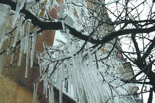 Na budynku przy ulicy Fabrycznej sople nie tylko zwisają z dachu, ale pokrywają stojące obok drzewo