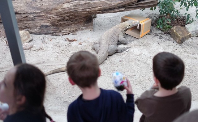 Dzieci, które przyjdą w piątek do zoo, będą mogły spotkać się oko w oko ze swoimi ulubieńcami. O skrywanych przez nich tajemnicach opowiedzą opiekunowie zwierząt
