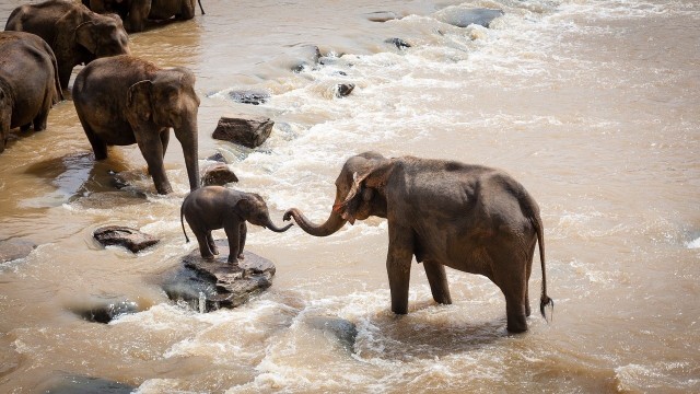 Słonie są bardzo wierne i opiekuńcze. W przypadku zagrożenia członka stada, spieszą mu z pomocą. Zdjęcie ilustracyjne