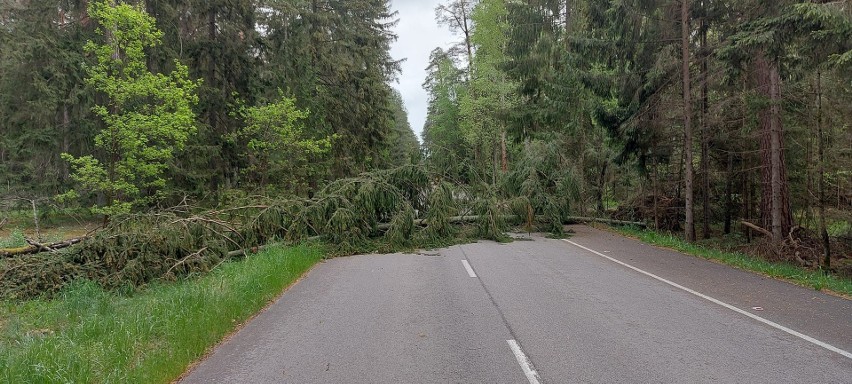 Silny wiatr w powiecie ostrołęckim, 21.05.2022. Strażacy usuwali drzewa powalone na drogi. Zdjęcia