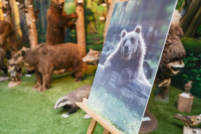 Popularny białostocki niedźwiedź Grześ.