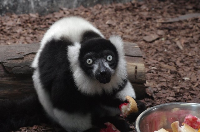 Do zamojskiego zoo przyjechały z Czech dwa czarno-białe lemury wari