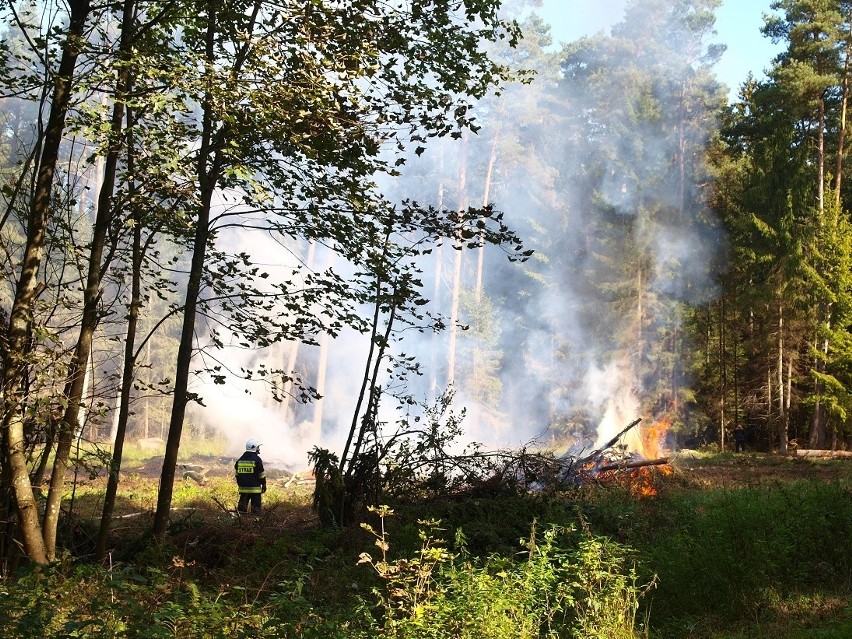W sobotę około godz. 10 doszło do ogromnego pożaru lasu w...