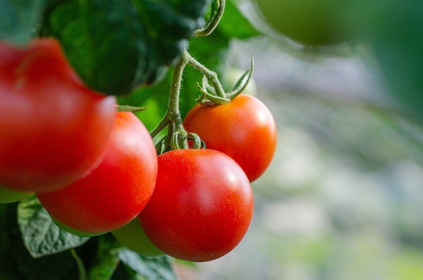 Pomidory są doskonały składnikiem sosów, zup czy kanapek....