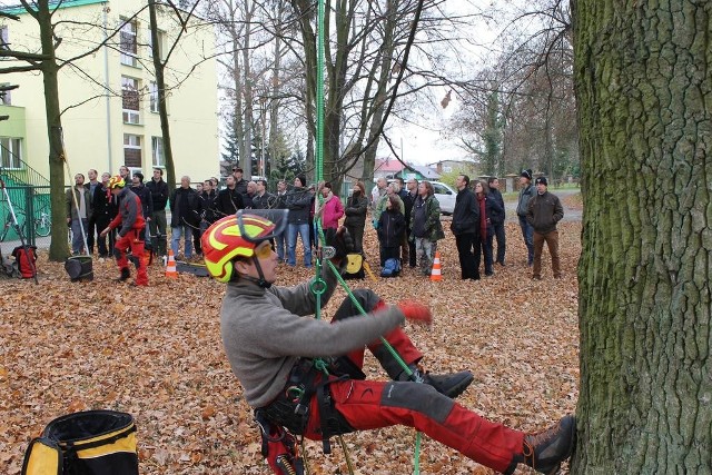 Podczas szkolenia arboryści z Wrocławia pokazywali jak w praktyce powinno wykonywać się zabiegi pielęgnacyjne na drzewie.