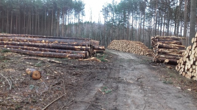 - Chciałabym zgłosić pewną sprawę, a raczej moje i nie tylko zaniepokojenie odnośnie wycinki lasów w okolicach Wzgórz Piastowskich - dokładnie chodzi o teren między Wilkanowem a źródełkiem - skontaktowała się z naszą redakcją pani Agnieszka, mieszkanka jednego z osiedli w Zielonej Górze.