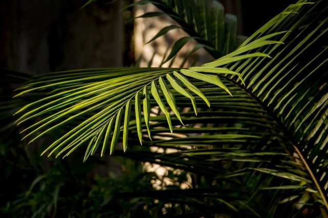 Palmy mogą wnieść nieco egzotyki do naszych domów i mieszkań. Warto wybrać takie, które mają umiarkowane wymagania.