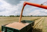 Wielkopolski samorząd rolników bije na alarm. Import zdestabilizuje polski rynek