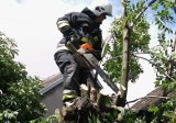 Burza nad regionem radomskim. Zalane piwnice w szkole i domach, połamane gałęzie na drogach