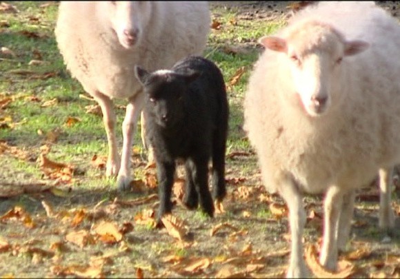 Czarna owca urodziła się w poznańskim zoo.