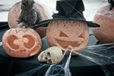 Halloween w Poznaniu: Upiorne imprezy, bale i zabawy do bladego świtu