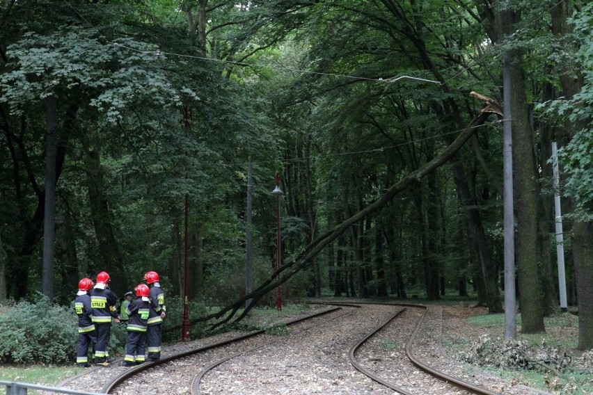 Wrocław: Nie jeździły tramwaje na Sępolno. Drzewo spadło na trakcję