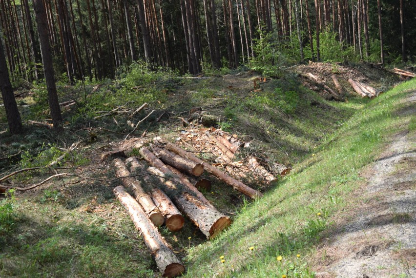 Wycinka drzew na poboczu drogi wojewódzkiej nr 790 pomiędzy...