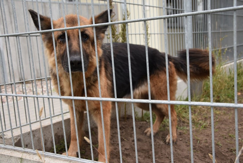 W schronisku w Grudziądzu przebywa obecnie 215 psów i 91...