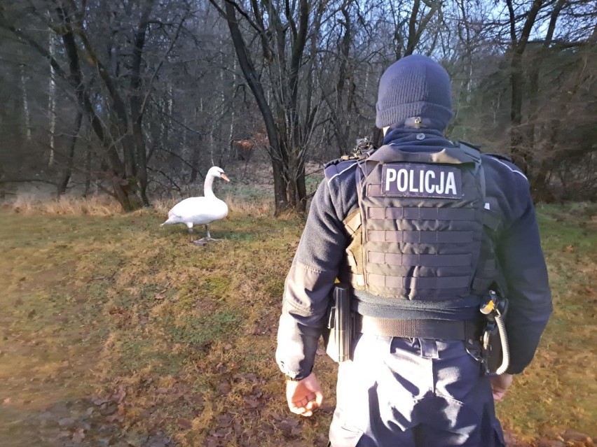 Ratunku potrzebował zdezorientowany łabędź, który pomimo...