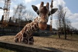 Śląski Ogród Zoologiczny: Lada dzień trzy żyrafy przyjadą do zoo