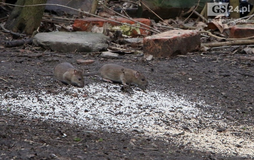 Walka ze szczurami na Niebuszewie trwa już od jakiegoś czasu. Dodatkowe odszczurzanie nie pomaga