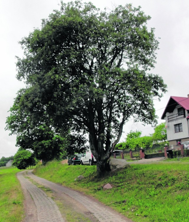 Jarząb szwedzki w Kosach wyrósł jako samosiejka, ma około 120 lat, mierzy 11 m wysokości i ma 227 cm w obwodzie