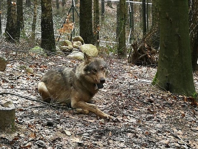 Tak wyglądał Miko. Wylizał się z wypadku, niestety, teraz padł od kuli.