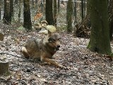 W lesie pod Kluczborkiem zastrzelono wilka. To przestępstwo! [zdjęcia]