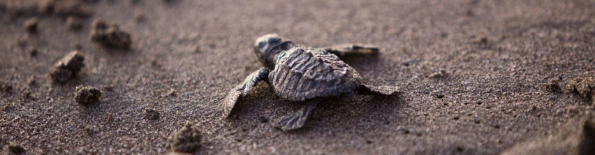 Żółwie oliwkowe w stanie Orissa, Indie...