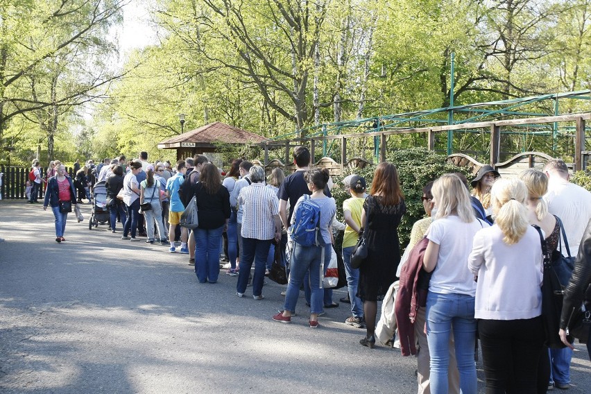 Ogród botaniczny w Łodzi. Tłumy łodzian w długiej kolejce. Stali, by zobaczyć tulipany [ZDJĘCIA]