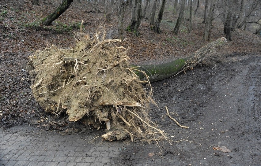 Przewrócone drzewo uszkodziło korzenie innego. Dla...