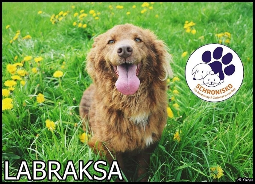 LABRAKSA...