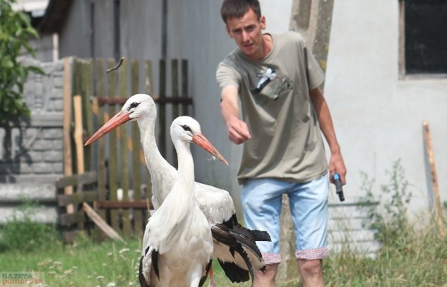 Michał Uczciwek z Jasienia ma w zagrodzie ptasich przyjaciół - dwa boćki oraz żurawia.