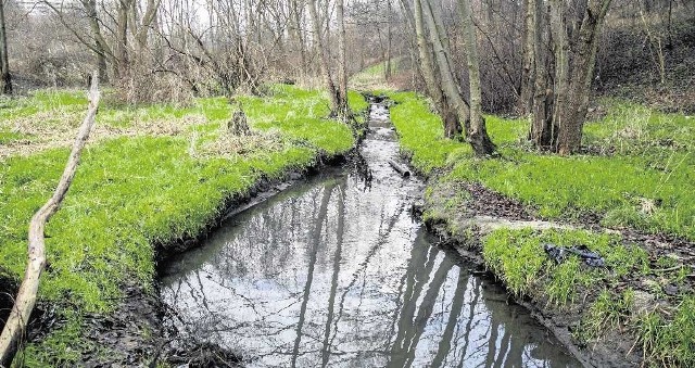 Dolina Drwinki to obszar cenny przyrodniczo. Stanowi również ważny korytarz przewietrzania miasta