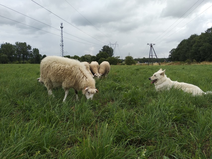 Owce wypasają się w Lublinie. Skubią już trawę nad Zalewem Zemborzyckim. Zobacz zdjęcia! 