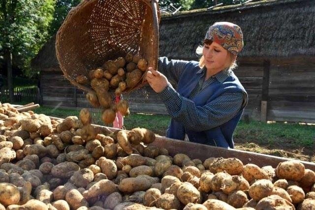 W Skansenie - Wykopki kartoflane...