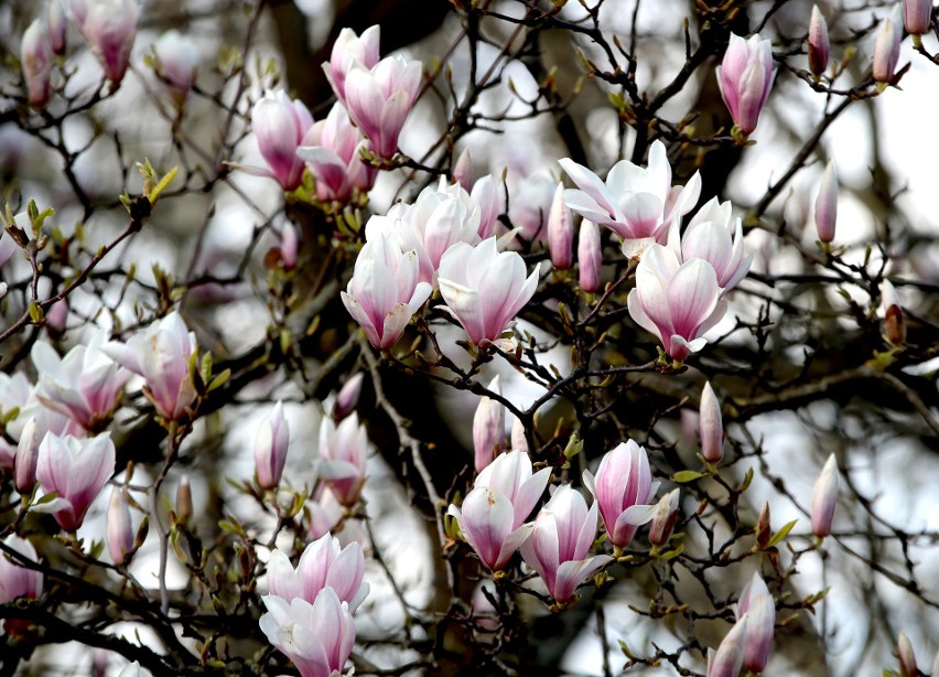 Szczecińskie magnolie rozkwitają! Zobacz też świeże pąki owocowych drzewek [ZDJĘCIA]                              