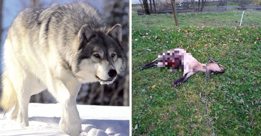 Wilki od tygodnia atakują zwierzęta hodowlane w Cichem i...