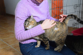 Dzień Kota 2019. Koty adopcyjne