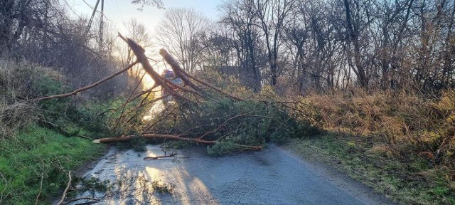 Powalone drzewa na drodze w miejscowości Kunów-Prawęcin w powiecie ostrowieckim.