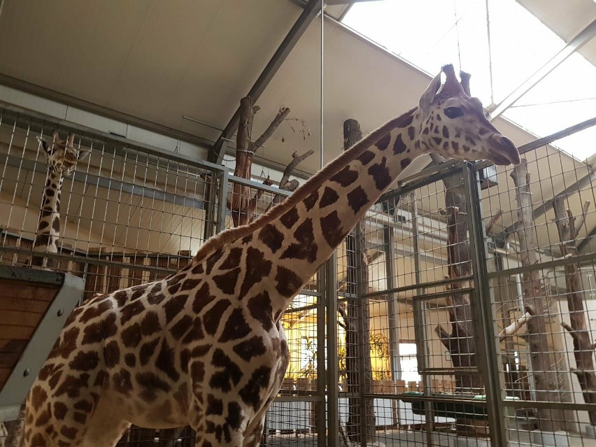 Dwie żyrafy z opolskiego zoo zostały wysłane do ogrodu w Boissière du Doré we Francji