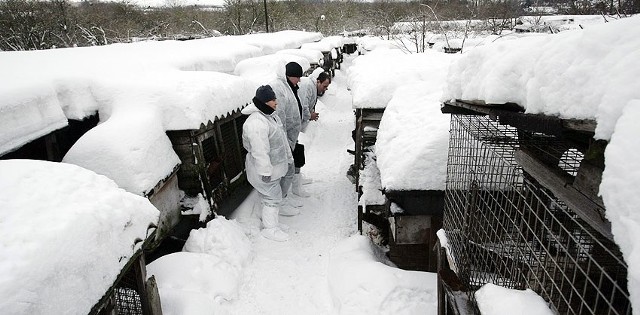 Mieszkańcy Oruni od dawna domagali się likwidacji fermy