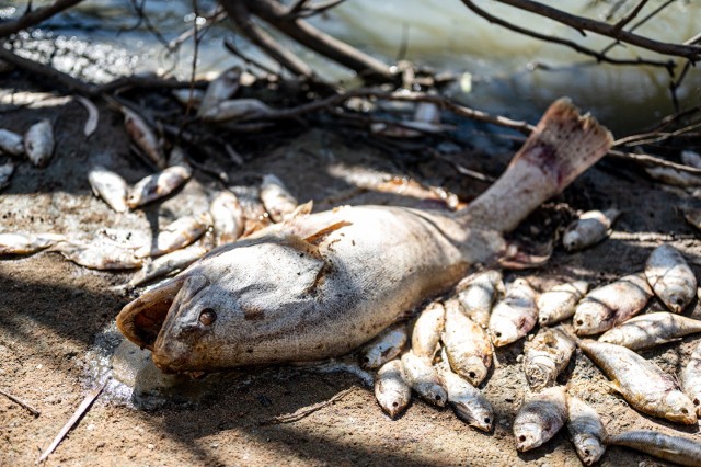 Miliony martwych ryb w Australii. Mieszkańcy przerażeni widokiem rzek