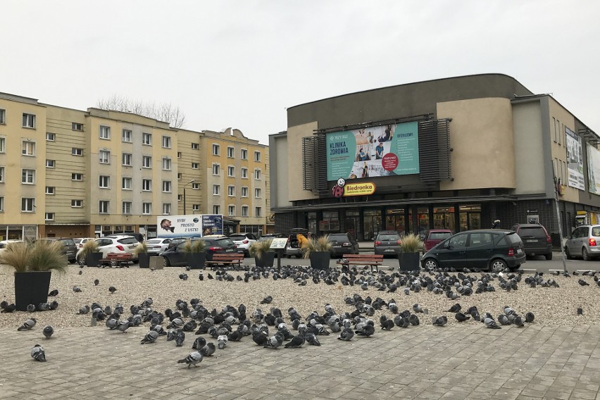 Martwe gołębie na Starym Rynku w Słupsku. Przejechane czy otrute?