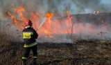 Twoi znajomi wypalają trawy? Zobacz, co może im grozić! 