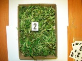 Tarnobrzeg. Pracownicy administracji znaleźli w lodówce pół kilograma marihuany. 43-letni właściciel odpowie przed sądem