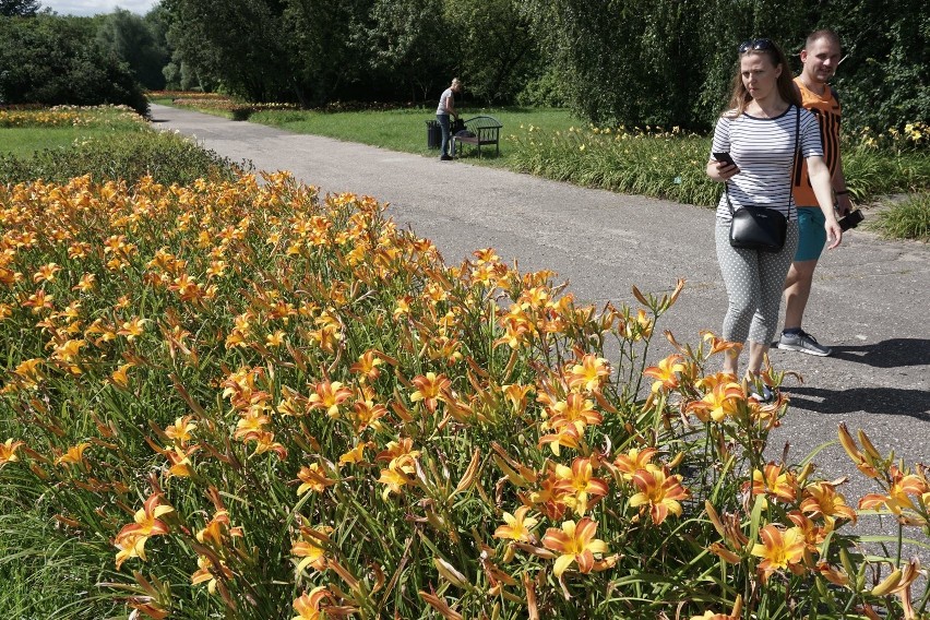 Prawie 16 000 liliowców z ponad 90 odmian można podziwiać w...