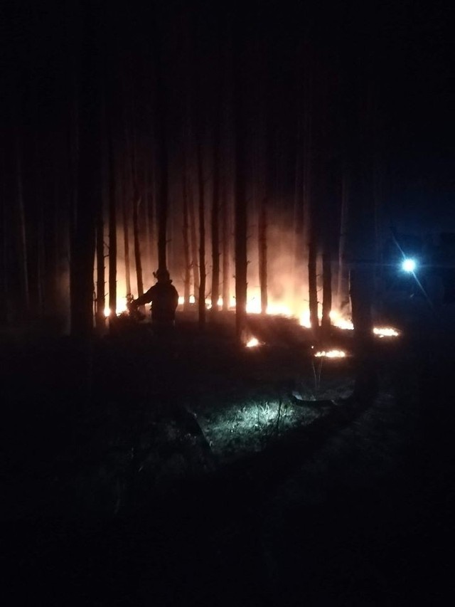 Strażacy ponownie gasili pożar lasu w gminie Odrzywół.