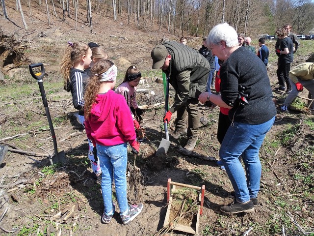 Nadleśnictwo Polanów zorganizowało akcję sadzenia drzew w ramach ogólnopolskiej akcji Lasów Państwowych „Łączą nas drzewa”.