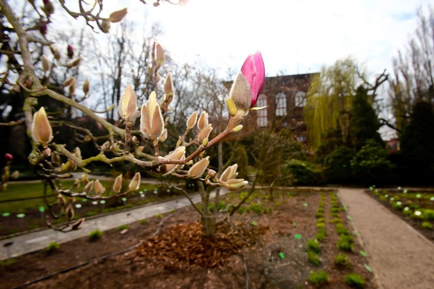 Ogród Botaniczny we Wrocławiu otwarty. Sprawdź, ile kosztuje bilet, w jakich godzinach jest czynny