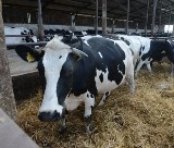 Tworzą indeks ekonomiczny do selekcji bydła mlecznego. Dla zysku